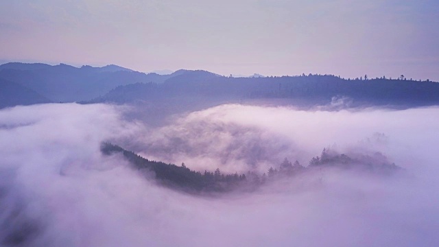 云雾缭绕的加州海岸红杉森林的树梢-航拍