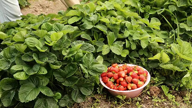 从花圃中采集成熟的草莓