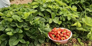 从花圃中采集成熟的草莓