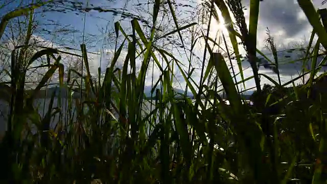 慢镜头景观:香港大美督的植物与景观