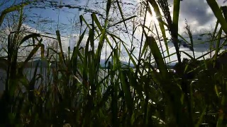 慢镜头景观:香港大美督的植物与景观视频素材模板下载