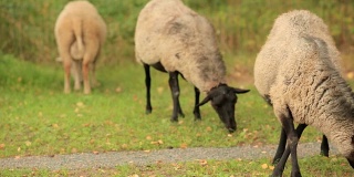 美丽的绵羊在绿色的草地上吃草。