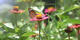 慢镜头美丽的蝴蝶在花上飞舞