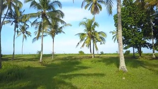 靠近飞溅的大海和美丽的热带海岸线，棕榈树视频素材模板下载