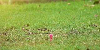 超级慢动作高尔夫球手击球在开球区在美丽的高尔夫球场