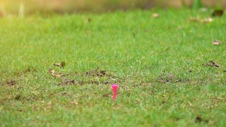 超级慢动作高尔夫球手击球在开球区在美丽的高尔夫球场视频素材模板下载