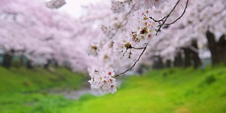 日本东京立川公园美丽的樱花