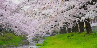 日本东京立川公园美丽的樱花