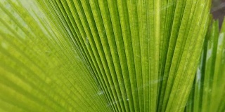 雨落在绿色的棕榈叶上，自然，高清慢动作
