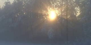 鸟瞰图:冬日日出时，清晨的阳光穿过浓雾和雾气弥漫的树木