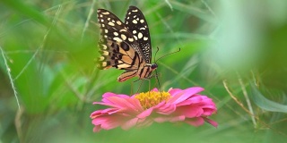 美丽的黄白黑相间的蝴蝶在花上飞舞