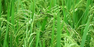 慢镜头:在阳光明媚的巴厘岛，一个有机农业农场上，一株水稻在美丽的稻田上生长，上面的水稻穗的细节。茎上成熟的种子。秋收前谷物