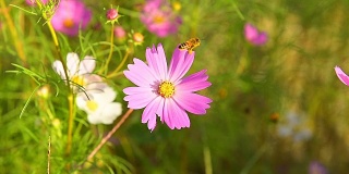 蜜蜂飞在紫色的宇宙花上。