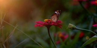 慢镜头，美丽的蝴蝶在花上飞舞