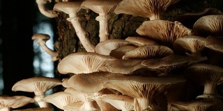 多莉:森林里的蘑菇