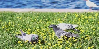 清晨，海鸥和鸽子在海边的花地上吃草。缓慢的运动。1920 x1080
