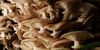 多莉:森林里的蘑菇