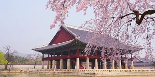 韩国首尔庆福宫春天的樱花。