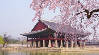 韩国首尔庆福宫春天的樱花。视频素材模板下载