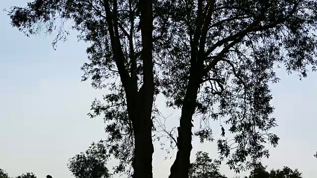 树的剪影与天空的背景