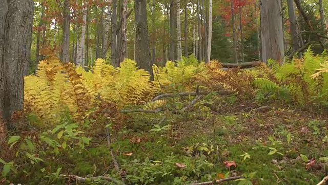 近距离观察:黄色的蕨类植物在华丽的秋天树叶的森林地面