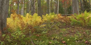 近距离观察:黄色的蕨类植物在华丽的秋天树叶的森林地面