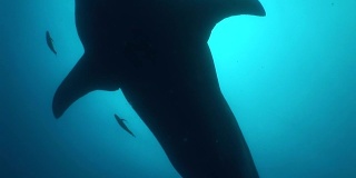 大鲸鲨世界上最大的鱼水下录像