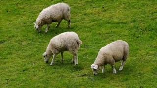 苏格兰高地上美丽的牧羊草地视频素材模板下载