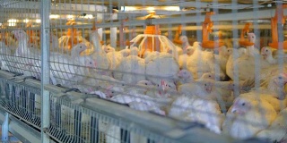 农场家禽饲养的鸡。家禽养殖。4 k。
