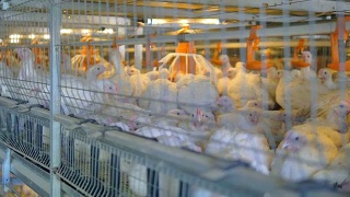农场家禽饲养的鸡。家禽养殖。4 k。视频素材模板下载