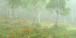 雨天桦树林