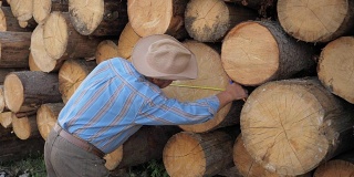 锯木厂工人测量躺在堆上的原木的厚度