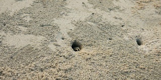 在沙滩上筑巢的螃蟹