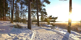 适合所有年龄的冬季运动-北欧步行活跃的人在雪域森林徒步旅行