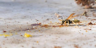 黄蜂吃蜂蜜的宏观观点