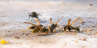 宏观观黄蜂，蜜蜂和蚂蚁吃蜂蜜