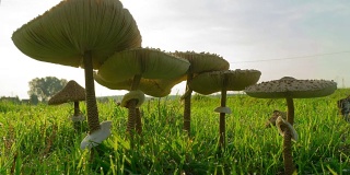 蘑菇-莱皮奥塔