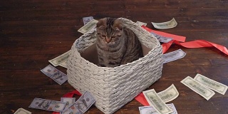 猫和钱在现在的篮子里