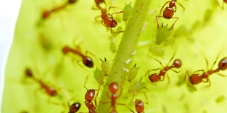 近距离观察自然界中的蚂蚁