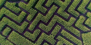 宾夕法尼亚州波科诺斯地区巨大的万圣节玉米迷宫。无人机视频正上方