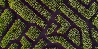 宾夕法尼亚州波科诺斯地区巨大的万圣节玉米迷宫。无人机视频正上方