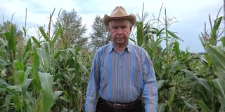 上了年纪的农民在一个牛仔帽穿过玉米田，前视图