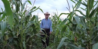 上了年纪的农民在一个牛仔帽穿过玉米田，前视图