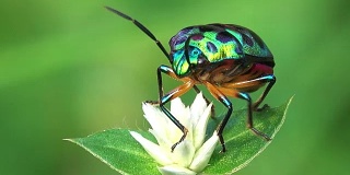 花上的蓝甲虫