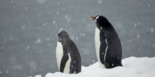 雪中的南极巴布亚企鹅