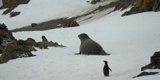 南极母海象