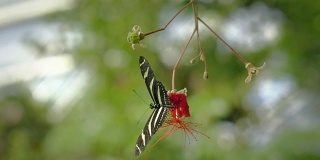 黑白色的蝴蝶在叶子上。坐在绿色植物上的蝴蝶的特写。