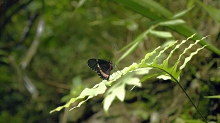 黑白色的蝴蝶在叶子上。坐在绿色植物上的蝴蝶的特写。视频素材模板下载