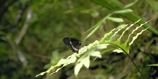 黑白色的蝴蝶在叶子上。坐在绿色植物上的蝴蝶的特写。