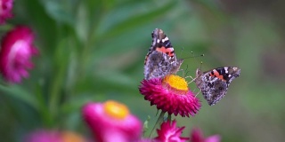 4千只蝴蝶吃花粉花。